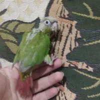 گیرینچیک گرینچک آناناسی سرلاکی