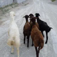 بره نرو ماده ریز قلم
