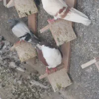 ماده نباتی خط میل سرخ ونر شونی