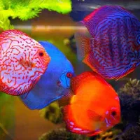 آکواریوم سان فیش