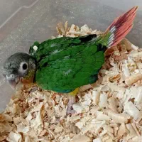 گرینچیک سرلاکی