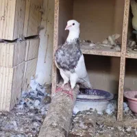 طوقی کردستان خفت واشری درشت و کشیده