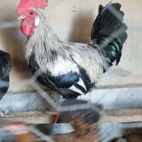 خروس عربی اصیل