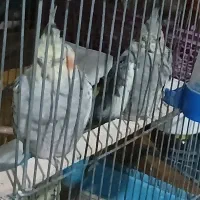 عروس هلندی