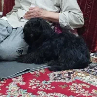 سگ پاکوتاه