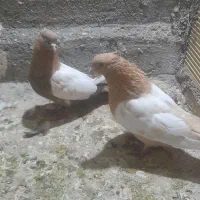 کبوتر سینه زرد