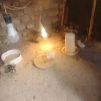 فروش جوجه تیرنگ 10 روزه امریکایی هلندی