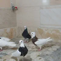 ابلغ سیاه و تیدی و طوقی و...