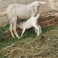 کولار سانن زاییده