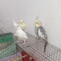 عروس هلندی
