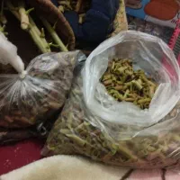 پسته|خدمات باغبانی و درختکاری|شهرآباد, |دیوار