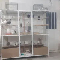 قفس