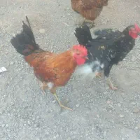 نیمچه خروس گلین