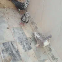 کبوترپرشی‌نروماده گرگی سینه سفیدنرتک