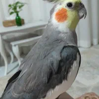 عروس هلندی نر