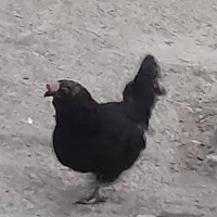 مرغ