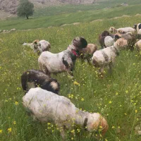 نرمیش.