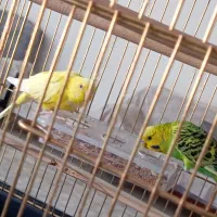 مرغ عشق نر و ماده
