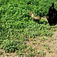 خروس|حیوانات مزرعه|مسجد سلیمان, |دیوار