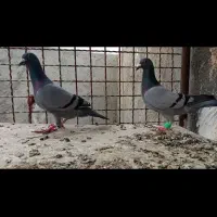 نروماده سبز المانی