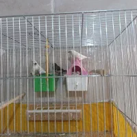سه جفت فنچ بنگالی یا پرستار