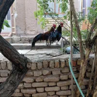 خروس فونیکس