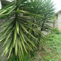 تعدادی یوکا