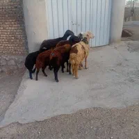 حیوانات مزرعه