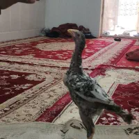 جوجه لاری