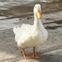 اردک