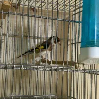 سهره نر جوجه قفس بخون معاوضه با ماده قناری