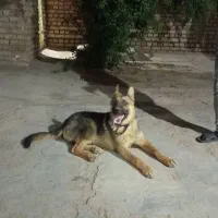 سگ ژرمن شپرد