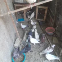 کبوتر پرشی یکجادونه ای ۲۰۰تومن