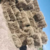 یونجه ی اول چین