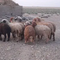 گوسفند