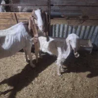 فروش بز گلابی با کهره نر