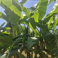 نهال موز