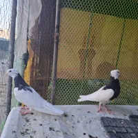 کفتر طوقی و سفید