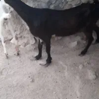 کهره ماده