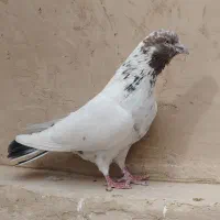 کبوتر|پرنده|قم, پامنار|دیوار