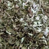 اویشن امسال برگ پهن