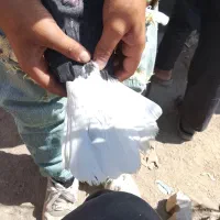 زاغ دم سفید هوایی ماده به شرط تخم جوجه