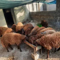 فروش ۱۳ راس بره همو و هارو