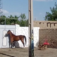 اسب مادیان زیبا