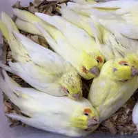 عروس هلندی و طوطی برزیلی سرلاکی