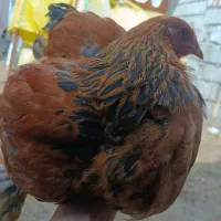 برهما ۳.۵ماهه غول پیکر