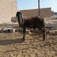 بره نر