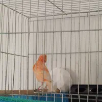 قناری پرتقالی سرخ