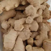 زنجبیل تازه