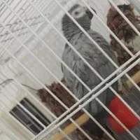 واگذاری کاسکو